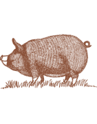 matanza-iberico-campo